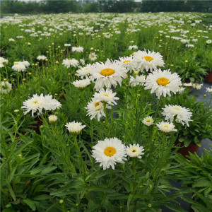 大花賓菊種子 綠化工程花種 花海景觀 多年生花卉