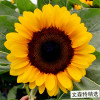 進口切花向日葵種子 四川向日葵種子廠家