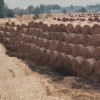 安徽牛羊馬食用干草飼料 馬牛羊驢鹿草料廠家