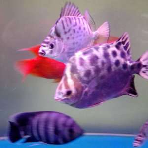 魚缸專用燈 三基色燈管 水族箱LED燈 可定制