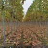 濟寧法桐苗木批發價格 濟寧絢麗海棠種植基地 濟寧城市綠化美國紅楓園林觀賞樹批發 濟寧東恒苗木