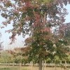 城市園林美國紅楓栽培基地 濟寧工程園林綠化白蠟樹批發 濟寧速生道路北京欒苗木銷售 濟寧東恒苗木
