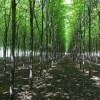 徐州工程庭院綠化速生榆?大量批發(fā) 徐州公園綠化西府海棠銷(xiāo)售 徐州園林綠化西府海棠批發(fā)價(jià)格 沛縣潤(rùn)禾園林綠化工程