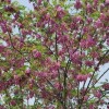 徐州香花槐種植批發(fā) 徐州園林綠化行道欒樹(shù)出售 徐州大葉女貞批發(fā)銷(xiāo)售 沛縣潤(rùn)禾園林綠化工程
