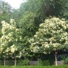 徐州大葉女貞苗木批發(fā)銷(xiāo)售 徐州垂絲海棠種植批發(fā) 徐州風(fēng)景庭陰法桐小苗出售 沛縣潤(rùn)禾園林綠化工程
