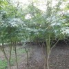 徐州雞爪槭種植基地 徐州金絲垂柳苗木批發(fā)價(jià)格 徐州綠化欒樹(shù)大量出售 沛縣潤(rùn)禾園林綠化工程