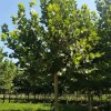 徐州風(fēng)景庭陰法桐小苗出售 徐州雞爪槭種植基地 徐州公園綠化西府海棠銷(xiāo)售 沛縣潤(rùn)禾園林綠化工程