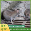 柳州防鼠除蟲公司 柳州隔離式消毒防疫 柳州專業滅蟑螂公司 柳州市大勇有害生物防治