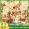 柳州紅蟻防治服務公司哪家好 柳州家庭白蟻預防公司價格 柳州企業滅鼠除蟲公司多少錢 柳州市大勇有害生物防治