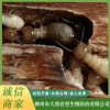 柳州滅白蟻公司價格 柳州專業蒼蠅防治公司 柳州蚊子防治公司哪家好 柳州市大勇有害生物防治