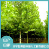 法桐價格 調節空氣綠地庭院觀賞國槐哪家好 濟寧白蠟苗培育基地 濟寧乾景園林綠化工程