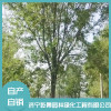 白蠟苗培育基地 綠籬行道樹法桐價格 國槐批發 濟寧乾景園林綠化工程