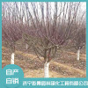 精品海棠銷售 耐寒耐凍庭院綠化紅楓直銷 五角楓哪家好 濟寧乾景園林綠化工程
