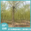 濟寧柳樹廠家 濟寧日本晚櫻銷售 苗圃大樹起球機生產廠家 濟寧乾景園林綠化工程
