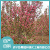 精品海棠銷售 耐寒耐凍庭院綠化紅楓直銷 五角楓多少錢 濟寧乾景園林綠化工程