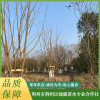 叢生三角楓 叢生窩竹批發 湖北大葉女貞出售 荊州市荊州區綠露苗木
