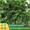 荊州紅果冬青 湖北紅梅批發 控根烏桕價格 荊州市荊州區綠露苗木