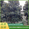 廣玉蘭價格 單桿桂花批發 湖北叢生桂花銷售 荊州市荊州區綠露苗木