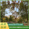 黃山欒樹批發 枇杷樹出售 容器樸樹基地 荊州市荊州區綠露苗木