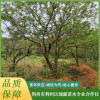 香櫞香泡苗木 移栽香樟樹價格 湖北柚子樹 荊州市荊州區綠露苗木