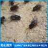 桂林專業四害消殺哪家公司靠譜 桂林有沒有專業蚊子治理的公司 桂林飛蟲防治公司電話 桂林市廣安有害生物防治 