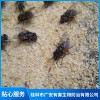 桂林蒼蠅防治哪家好 桂林蚊子治理價格 桂林室內甲醛檢測服務公司 桂林市廣安有害生物防治