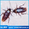 桂林蟑螂防治多少錢 桂林蚊子治理哪家好 桂林臭蟲防治價格 桂林市廣安有害生物防治
