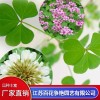 宿遷三葉草種子批發廠家 宿遷草坪種子哪家好 宿遷苜蓿草種子供應廠家 江蘇百花爭艷園藝有限公司