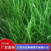 宿遷草坪種子公司有哪些 宿遷林木種子批發銷售 宿遷護坡種子選哪家 江蘇百花爭艷園藝有限公司
