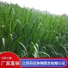 宿遷甜象草種子多少錢一斤 宿遷百慕大草籽銷售 宿遷花卉種子哪家好 江蘇百花爭艷園藝有限公司