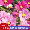 宿遷波斯菊種子批發零售 宿遷狗牙根草籽供應廠家 宿遷野花組合種子批發價格 江蘇百花爭艷園藝有限公司