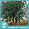 菏澤元寶楓哪家好 山東北欒批發 菏澤山桃批發價格 菏澤磊鑫園林綠化工程有限公司