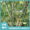 山東絲棉木批發價格 菏澤叢生大葉女貞生產基地地址 山東銀杏樹哪家好 菏澤磊鑫園林綠化工程有限公司