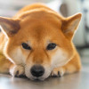 狂犬病宣傳知識(shí)