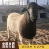 山東成年改良黑頭杜波羊養殖場 山東小尾寒羊種羊銷售 山東杜寒改良羊羔養殖 梁山縣聯恒牧業