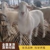 山東澳洲白綿羊長期出售 山東湖羊???養殖場 山東小尾寒羊羊羔出售廠家價格 梁山縣聯恒牧業