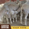 山東白頭杜泊羊出售 山東澳洲白羊羔批發價格 山東湖羊基地 梁山縣聯恒牧業