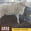 山東純種高腿小尾寒羊養殖 山東黑頭杜泊羊銷售 山東杜寒改良羊批發價格 梁山縣聯恒牧業