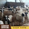 山東杜寒改良羊羔養殖 山東青年小尾寒羊銷售 山東澳洲白羊養殖基地 梁山縣聯恒牧業