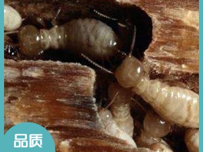 宜興上門(mén)滅白蟻服務(wù) 宜興上門(mén)除四害公司 宜興上門(mén)除甲醛 宜興市潔康有害生物防治