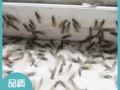 宜興公司家庭白蟻防治 宜興滅老鼠服務(wù) 宜興消毒殺菌服務(wù) 宜興市潔康有害生物防治