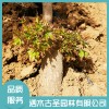 泗水元寶楓樹苗出售 濟寧元寶楓茶葉廠家加工 山東元寶楓籽油廠家直供 泗水古圣園林