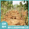 濟寧元寶楓種植地 山東元寶楓樹苗批發 濟寧元寶楓盆景銷售 泗水古圣園林