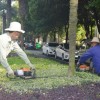 陜西庭院綠化觀賞苗木修剪 西安馬路綠化樹木樹枝修剪 園林綠化樹木整形修剪 陜西張澤軒園林綠化工程