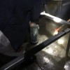無錫清洗水箱廠家批發 無錫滅鼠公司怎么收費 無錫殺蟲公司有哪些 無錫威霸有害生物防治有限公司