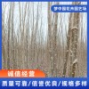 宿遷無絮速生楊樹苗銷售 沭陽廚房防水哪家好 沐陽衛生間防水公司 沭陽縣其祥建筑防水工程有限公司 