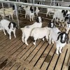貴州天府肉羊養殖銷售 貴州青貯玉米廠家批發 貴州純種湖羊養殖基地 貴州省牧源農牧科技有限責任公司