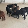 貴州策勒黑羊養殖 貴州長期出售澳洲白羊 貴州天府肉羊活體出售 貴州省牧源農牧科技有限責任公司