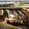 貴州大體型澳洲白羊批發價格 貴州純種川中黑山羊養殖出售 貴州湖羊銷售 貴州省牧源農牧科技有限責任公司
