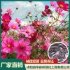沭陽(yáng)波斯菊種子基地直銷 沭陽(yáng)草坪種子批發(fā)零售 沭陽(yáng)護(hù)坡草籽批發(fā)價(jià)格 沭陽(yáng)縣華森林綠化工程有限公司